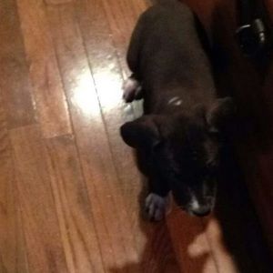 Meet your Posher, Oreo